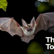 Illustration for article titled Health Experts Say Coronavirus Originated In Promiscuous Bat Who Slept Around A Lot